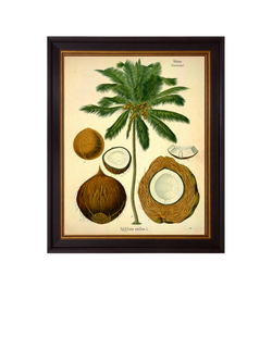 Brookpace Lascelles 'Coconut Palm' Framed Print, 50 x 40cm, Green/Cream, Green, Brown, Cream