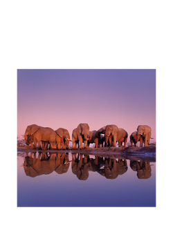 Hallmark Elephants Birthday Card, 