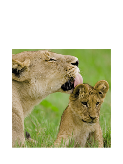 Hallmark Lions Blank Greeting Card, 