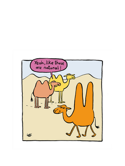 Woodmansterne Camel Large Humps Blank Greeting Card, 