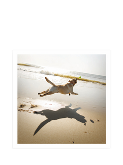 Woodmansterne Golden Labrador On Beach Blank Greeting Card, 