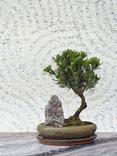 Cole & Son Meditation Wallpaper, Stone