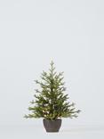 John Lewis Cotswold Potted Pre-lit Christmas Tree