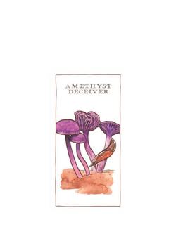 Chronicle Books Mushroom Spotters Deck - view 2, Multi