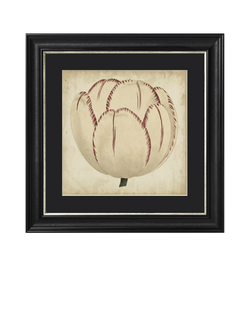 Brookpace Lascelles 'Pop Floral I' Framed Print, 49 x 49cm, Black/Cream, Black Cream