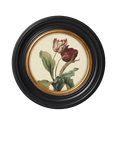 Brookpace Lascelles 'Tulip V' Round Porthole Framed Print, 43cm, Multi