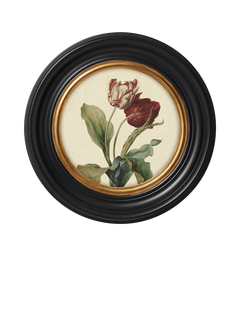 Brookpace Lascelles 'Tulip V' Round Porthole Framed Print, 43cm, Multi