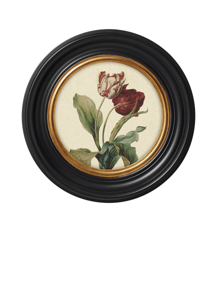 Brookpace Lascelles 'Tulip V' Round Porthole Framed Print, 43cm, Multi, Black Multi
