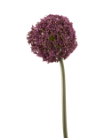Truly Allium Artificial Flower Stem, H75cm, Purple
