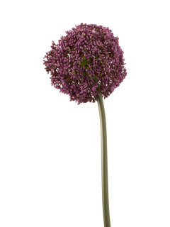 Truly Allium Artificial Flower Stem, H75cm, Purple