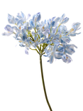 Truly Agapanthus Artificial Flower Stem, H71cm, Light Blue