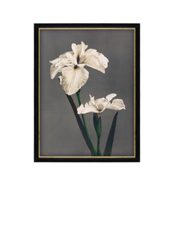 Brookpace Lascelles Ogawa Kazumasa 'Iris Kaempferi' Framed Print, 56 x 46cm, Black/Multi, Black/Multi