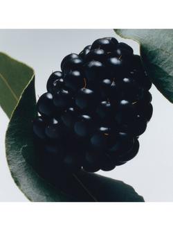 Jo Malone London Blackberry & Bay Body Crème, 50ml - view 2, 