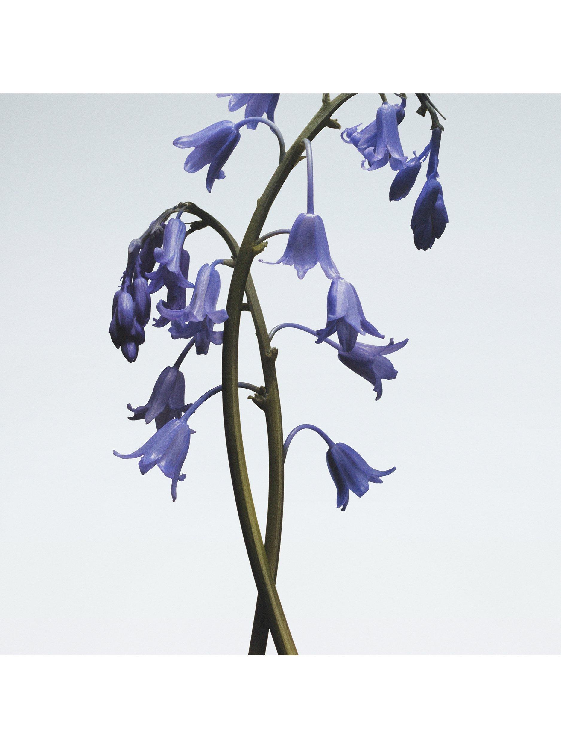 Product image 2 of 4, which shows Jo Malone London Wild Bluebell Body Crème, 50ml