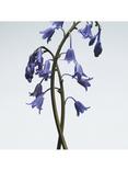 Jo Malone London Wild Bluebell Body Crème, 50ml