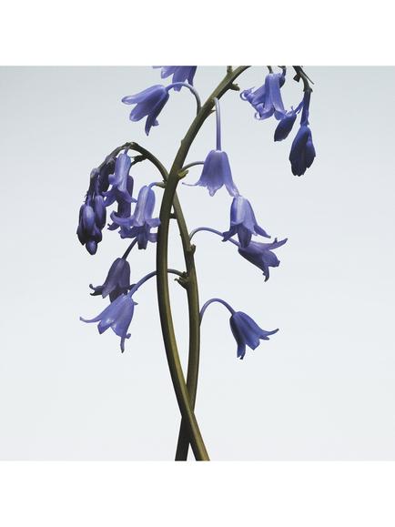 Jo Malone London Wild Bluebell Body Crème, 50ml - view 2, 