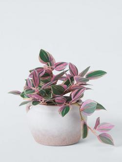 John Lewis Artificial Tradescantia Plant in Ceramic Pot, H23cm, Green, Green