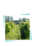 Buyagift Chapel Down Vineyard Taste Gift Experience