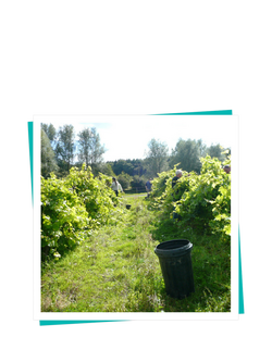 Buyagift Chapel Down Vineyard Taste Gift Experience - view 2, Multi