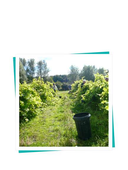 Buyagift Chapel Down Vineyard Taste Gift Experience - view 2, Multi