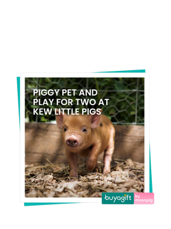 Buyagift Piggy Pet & Play Gift Experience, Multi