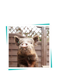 Buyagift Piggy Pet & Play Gift Experience