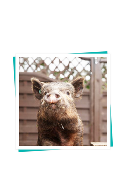 Buyagift Piggy Pet & Play Gift Experience - view 2, Multi