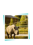 Buyagift Port Lympne Safari & Afternoon Tea Gift Experience