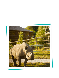 Buyagift Port Lympne Safari & Afternoon Tea Gift Experience - view 2, Multi