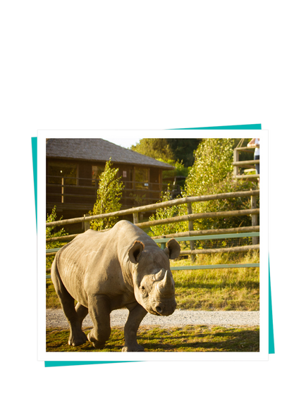 Buyagift Port Lympne Safari & Afternoon Tea Gift Experience - view 2, Multi