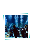 Buyagift Skegness Shark Dive Gift Experience