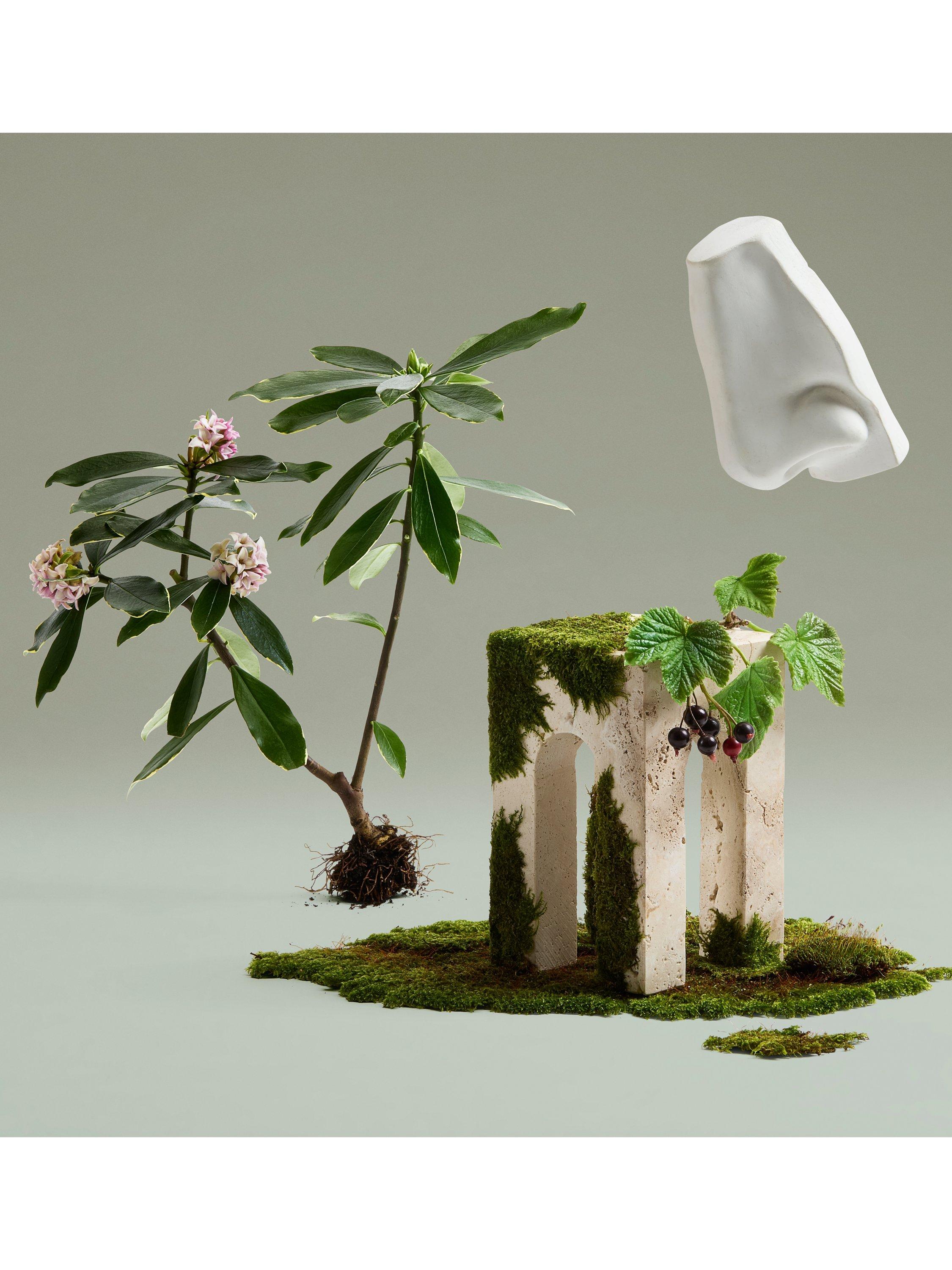 Product image 4 of 6, which shows Penhaligon's Daphne Bouquet Eau de Parfum, 100ml