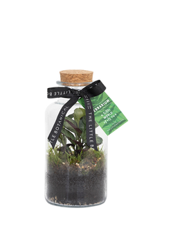 The Little Botanical Glass Terrarium, 12cm, Multi