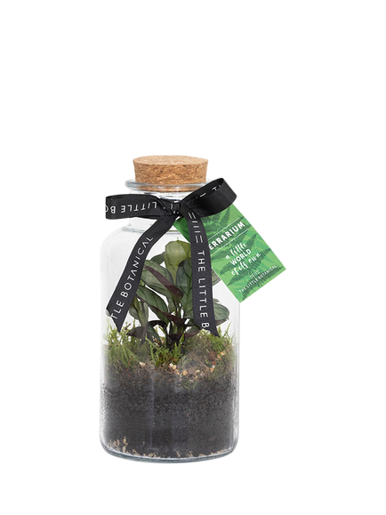 The Little Botanical Glass Terrarium, 12cm, Multi