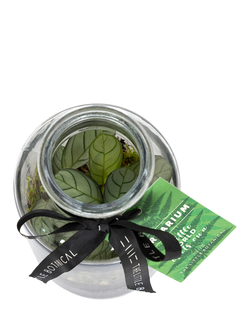 The Little Botanical Glass Terrarium, 12cm - view 2, Multi