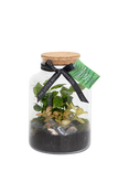 The Little Botanical Glass Terrarium, 17cm