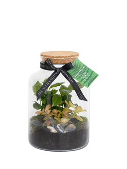 The Little Botanical Glass Terrarium, 17cm, Multi