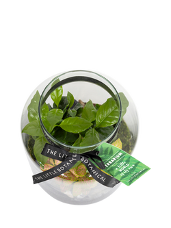 The Little Botanical Glass Terrarium, 17cm - view 2, Multi