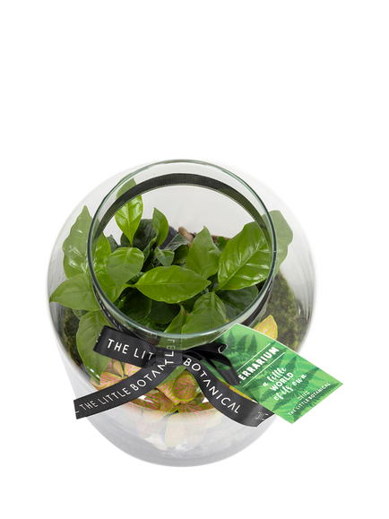 The Little Botanical Glass Terrarium, 17cm - view 2, Multi