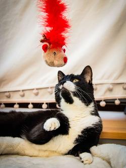 Rosewood Roxy Reindeer Cat Toy, Red - view 2, Red