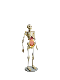 Amazing Awesome Human Body Kids' Book and Model Kit - view 2, Multi