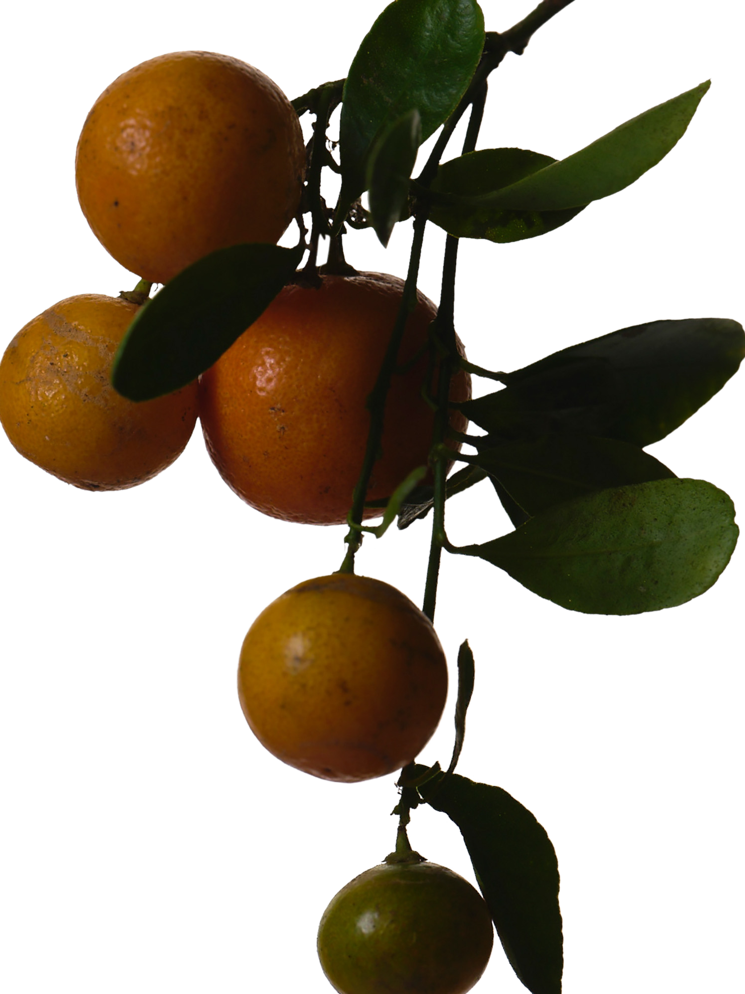 Product image 5 of 7, which shows Fenty Beauty Eau de Parfum Travel Spray, 10ml