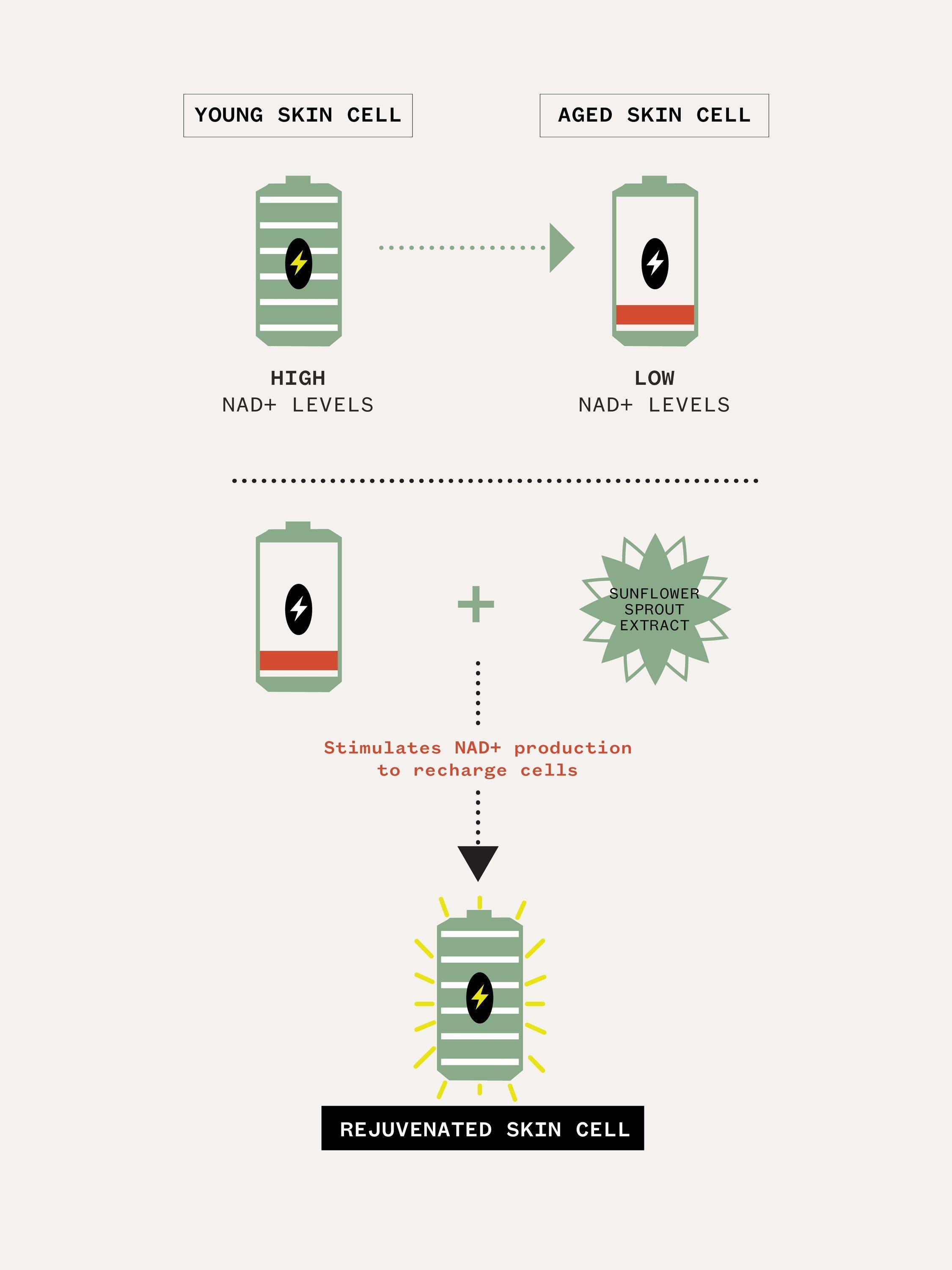 Product image 8 of 8, which shows Pai Age Confidence The Renewal Serum, 30ml