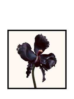 TOM FORD Black Orchid Reserve Parfum - view 2, 