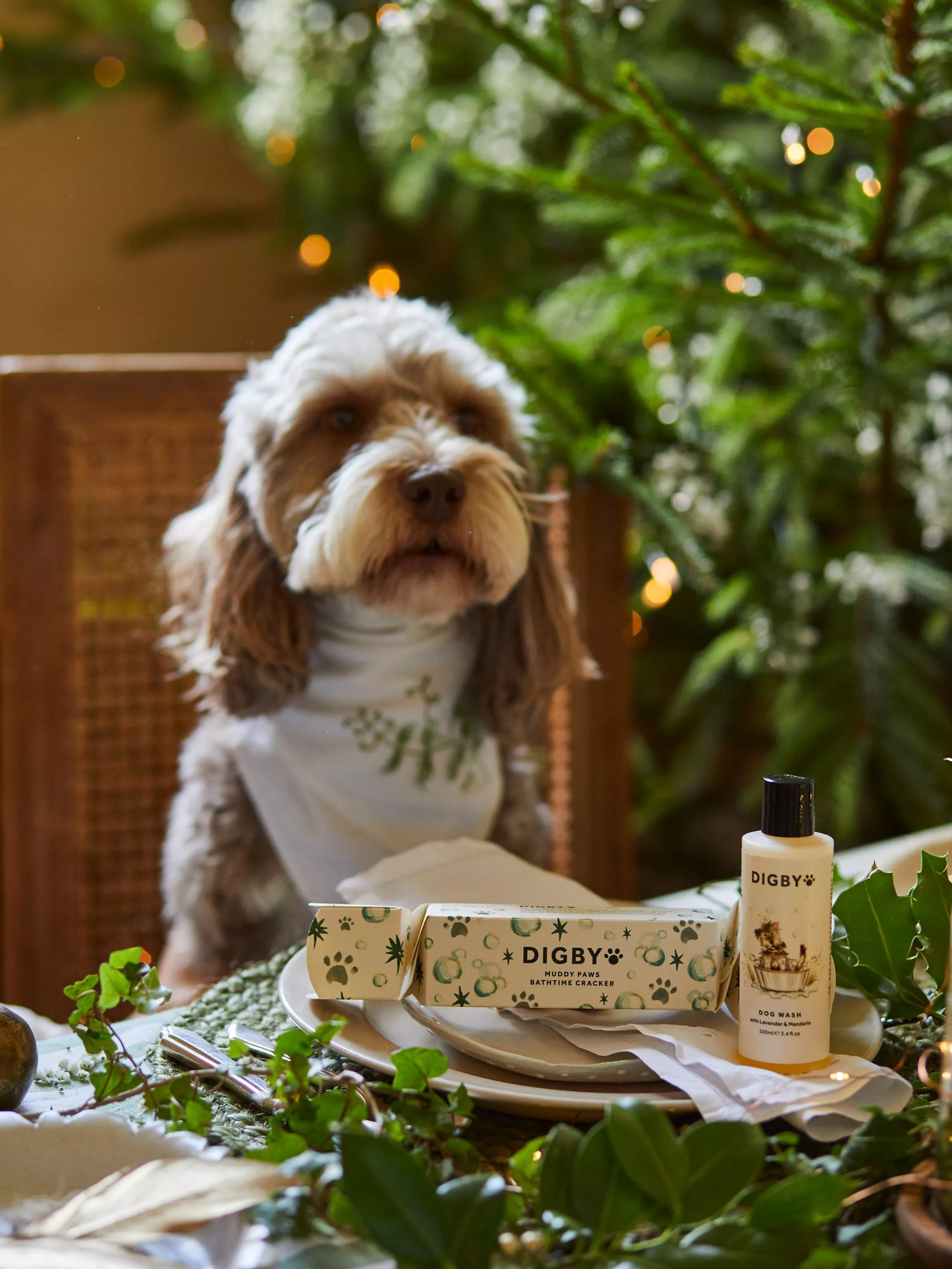dog sitting on a dinner chair on a christmas table with a dog cracker