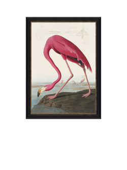 John Lewis John James Audubon 'American Flamingo' Framed Print, 77 x 57cm, Multi