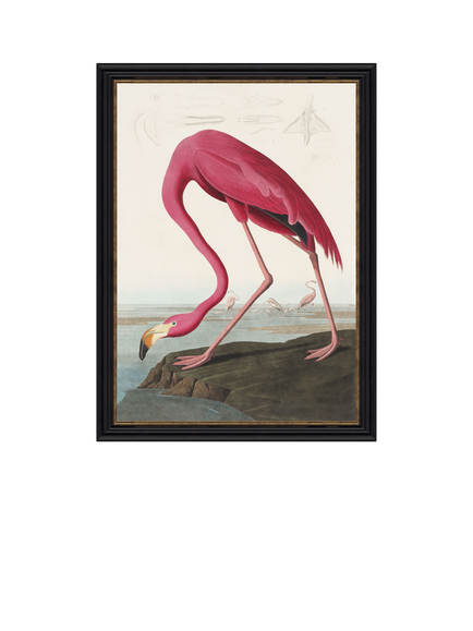 John Lewis John James Audubon 'American Flamingo' Framed Print, 77 x 57cm, Multi