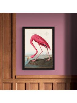 John Lewis John James Audubon 'American Flamingo' Framed Print, 77 x 57cm - view 2, Multi