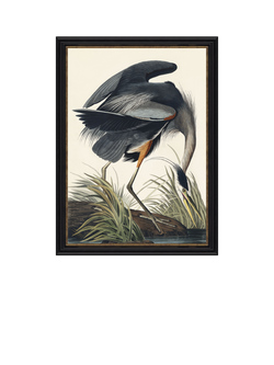 John Lewis John James Audubon 'Great Blue Heron' Framed Print, 77 x 57cm, Multi