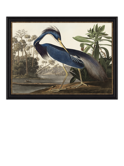 John Lewis John James Audubon 'Louisiana Heron' Framed Print, 57 x 77cm, Multi